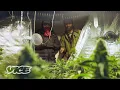 Download Lagu How Amsterdam Weed Dealers Get Around the 500g Limit | WEEDIQUETTE