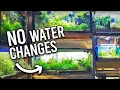 Natural Tropical Fish Store Reveals Secrets to NO Water Changes
