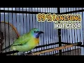 Download Lagu Pancingan Kinoi Agar mudah bongkar isian | Kinoi gacor mangil lawan