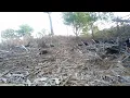 panen ruak-ruak langsung Bakar | master ruak2