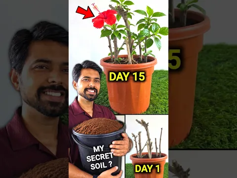 Cocopeat for Plants #shorts #cocopeat