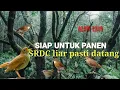 Download Lagu Bikin emosi!!! SUARA PIKAT BURUNG SRDC pasti langsung di sambar