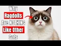 22 Mysterious Facts About Ragdoll Cats Hidden From Every Cat Owner