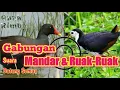 Download Lagu Suara Burung Mandar \u0026 Ruak-Ruak