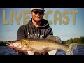 Live casting for zander - Fishing with livescope Westin Fishing