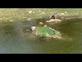 Nature Stress Relief Ocala Wetland Recharge Park -