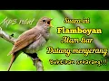 Download Lagu SUARA PIKAT DAN MASTERAN BURUNG FLAMBOYAN RIBUT ALAM LIAR 💯% NYAUT