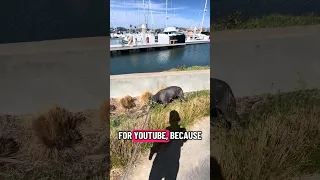 .. #fyp #dream #youtube #doberman #pets