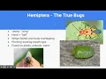 Insect Orders - Part 1