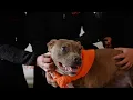 ASPCA Drivers Give the 300 000th Shelter Animal a Ride to a Brighter Future