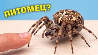 Поймал в лесу паука-крестовика и теперь он живёт у меня!