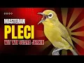 Download Lagu Masteran Pleci Wit Wit Suara Jernih