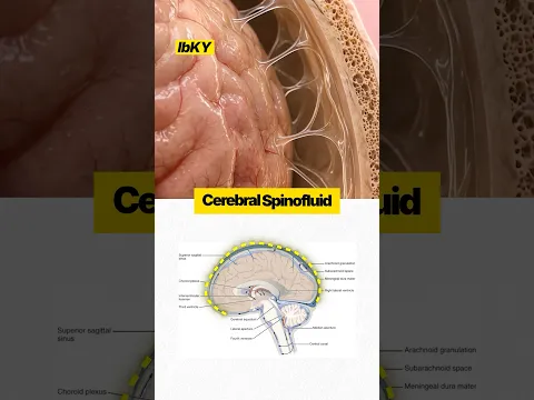 The hidden fluid protecting your brain