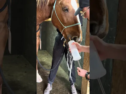 Little prep, big comfort for this handsome patient #drrami #animals #vet