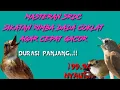 Download Lagu 3jam full masteran srdc mewah tembakan kasar ,mudah masuk dan terapi srdc agar cepat gacor