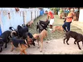 Dog breeder opens all the dogs in his kennel together