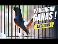 Lagu MURAI BATU GACOR FULL ISIAN TEMBAKAN KASAR SANGAT AMPUH MENAIKKAN EMOSI MURAI BATU LAWAN