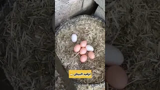 ترقيد البيض 