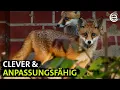 Download Lagu Stadt Land Fuchs ‒ Tierische Überlebenskünstler | Erlebnis Erde