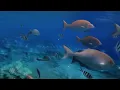 Download Lagu Serene Sea - Relaxing Lofi Beats