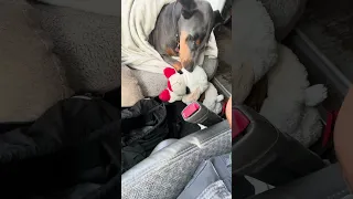 #fyp #dream #doberman #pets #youtube