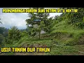 Lagu 🟠🟠 PERKEMBANGAN DURIAN DURIHITAM SATU HEKTAR USIA 2 TAHUN  TANAM 🌳🌳