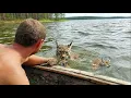 Download Lagu A hungry lynx with her cub in the middle of the lake! The fisherman definitely didn't expect this
