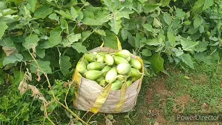 ପ ଣ୍ଡ ରା ପ ଲା, ଜନ୍ମେଜୟ ପଟେଲ ର ପନିପରିବା ବେର ର ଭିଡିଓ
