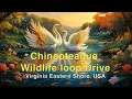 Chincoteague Wildlife loop drive