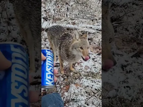 COOLER WEATHER! #weavethecoyote #wildlife #dog #animals #cute #love #coyote #deer  #hunting #hunter