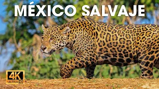 MANGLARES DE MÉXICO - El Último Bastión de la Supervivencia | Documentales
