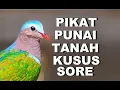 Download Lagu Suara pikat punai tanah ampuh bisa panggil burung delimukan | suara burung punai