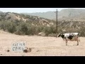 Meet the Cows Behind the Eat Mor Chikin Campaign
