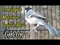 Download Lagu Pancingan suara burung gelatik batu gacor 