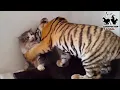 Download Lagu Mother Cat Adopted A Tiger Cub,Years Later This Happened…