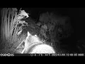 Costa Rican Raccoon