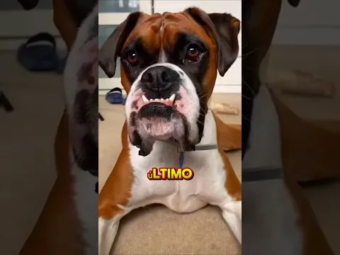 ¡Un Cachorro Tierno se Convierte en un MONSTRUO! 😳🐾 #shorts