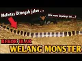Download Lagu PENANGKAPAN ULAR WELANG RAKSASA RASA KING KOROS! ULAR WELANG TERBESAR DAN TERPANJANG!