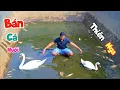 Lagu Làm Nhà Mới Cho Cún Và Máy Cạn Ao To - Bán Hết Cá Chim Để Nuôi Thiên Nga / Quế Nghịch