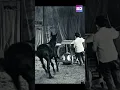 Download Lagu Charlie Chaplin's face provokes a pony #shorts #charliechaplin