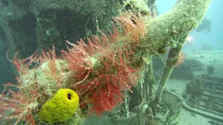 LSC Tibbetts Dive 1-6-20