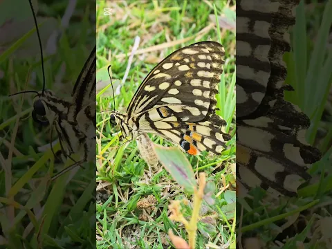 Romeo and I saw a beautiful butterfly.