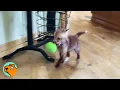 Download Lagu Couple Saves a Baby Fox, Now She’s Their Personal Tornado | Cuddle Buddies