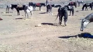 فيلم برازيلي Film Brésilien 