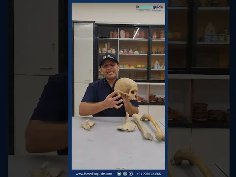 The skull: all about the cranium