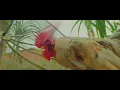 MC Luuky - Malvadinho (Clipe Oficial) os frango