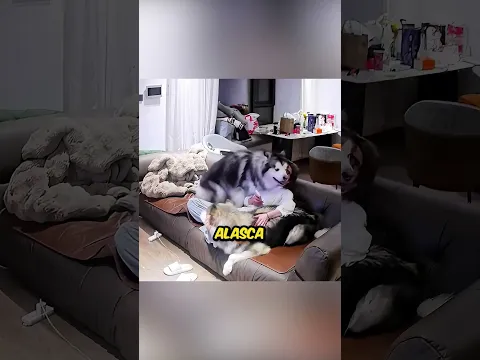 O cachorro Alasca