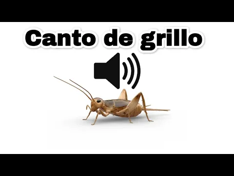 Download MP3 Canto de grillo - Efecto de sonido