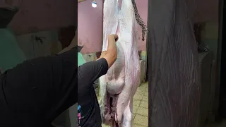 فتح بطن عجل بطريقة احترافيه استخراج العفش من العجل أضخم شق الضلوع بالكامل تطلع الممبار شط الكرش 