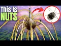 Download Lagu The SCIENCE Behind Why BASS Can’t Ignore This “Stupid LURE”